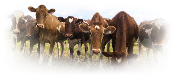 Guernsey cows in a farm field