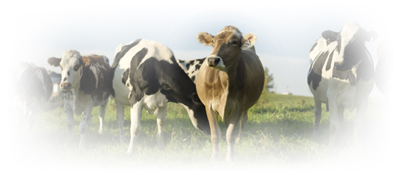 multi cow breeds on grassland
