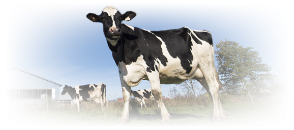 Outdoor Holstein cows