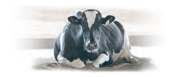 April DairyTrace Webinar – All Things Tag Related