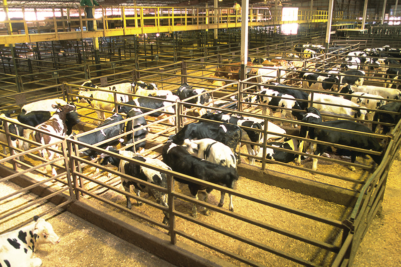 DairyTrace