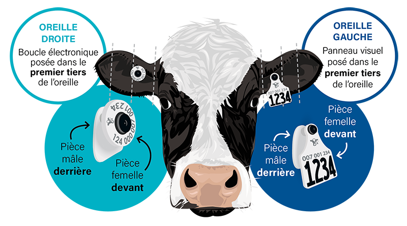 DairyTrace